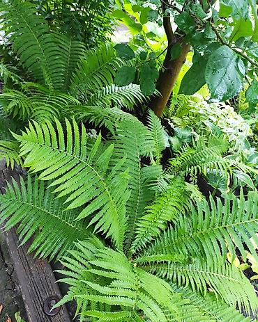 Hydrangea saplings & cuttings: Садовые цветы — 4