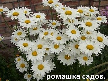 Другие садовые цветы и кустарники: Садовые растения - кустарники ( вейгела пестролистная, рябинник — 5