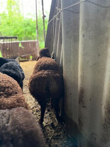Бараны, овцы: Продаю | Ягненок | Полукровка | На забой, Для разведения