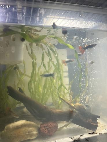 🐟 Продаю аквариумных рыбок! Рыбки здоровые и активные. Кому интересно — 1