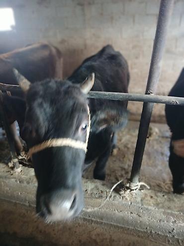Коровы, быки: Продаю | Тёлка | На забой | Привязанные — 10