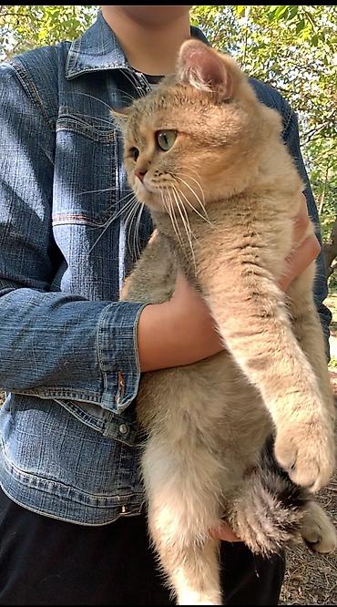 вязку: Вязка кошек ! Не продажа ! Шикарный клубный котик Шотландский — 2