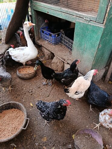 Toyuqlar: Satılır: həyət quşları (qarışıq) - Növ və rənglər: ağ qaz, ağ muskus — 4