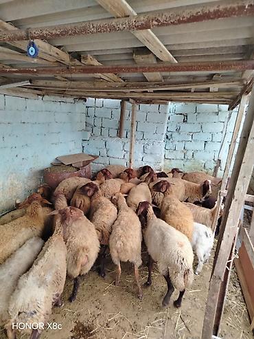 Qoyunlar, qoçlar: 27 baş qoyun satılır. - Say: 27 baş - Növ: yerli qarışıq ətlik/südlük — 14