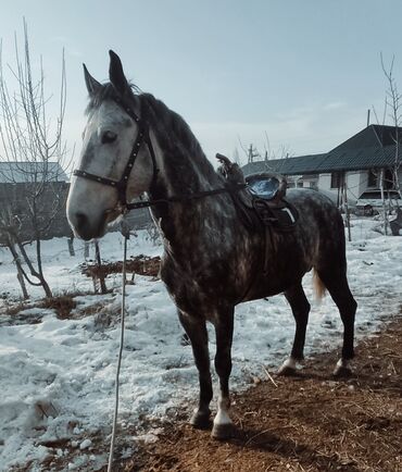 Лошади, кони: Продаю | Конь (самец) | Конный спорт | Племенные