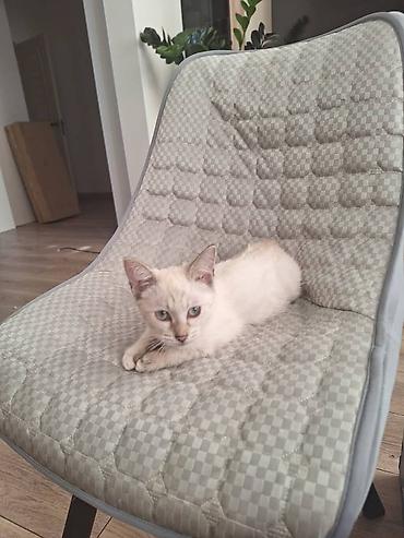 котик 1 месяц: Отдам котенка в добрые руки. Девочка, беспородная, нашли на улице — 1