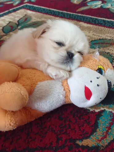 İtlər: Pekines, 1 ay, Erkek — 1