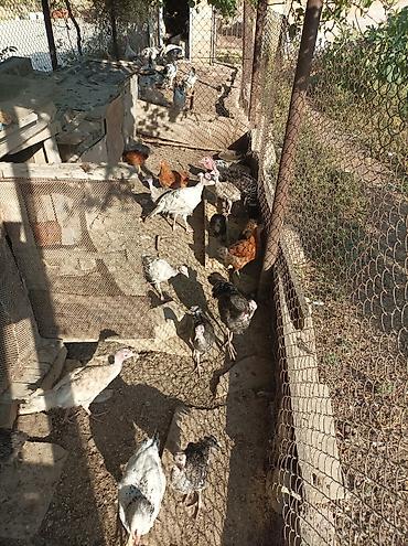 тап аз птицы: Satılır ana hindusqalar 5 dene bala hindusqalar 12 dene cuceler 2 — 8