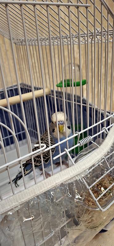 Qəfəslər: Dalğalı tutuquşu və qəfəs dəsti - Növ: dalğalı tutuquşu (budgerigar) — 6