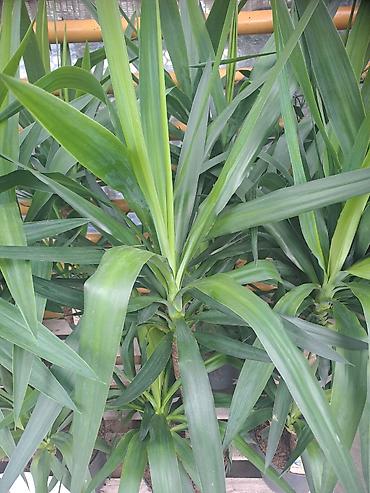 Ostale kućne biljke: Yucca, Drvo Zivota, 140 centimetara visina, dva stabla iz saksije sa — 1