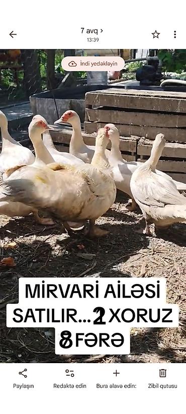 tap az goyercin satisi: Mirvari fərələr satılır çox təcili super sort tam sağlam heyvanalrdı — 1