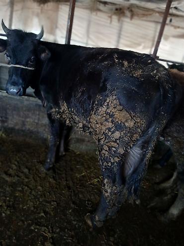 Коровы, быки: Продаю | Тёлка | На забой | Привязанные — 4