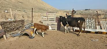 Inəklər, öküzlər: Satılır: inək və buzovlar salam hər vaxtı xeyir olsun bu şəkildə — 1