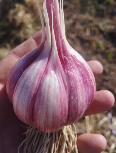 Чеснок: Чеснок Самовывоз — 4