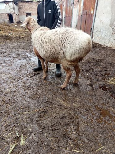 наполнитель для животных: Продаю | Овца (самка) | Арашан | Для разведения | Ярка