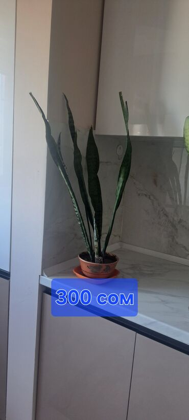 розмарин в горшке купить: Сансевиерия (щучий хвост) в горшке. - Высокое комнатное растение с