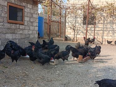 Toyuqlar: Toyuq, Australorp, Yumurtalıq — 15