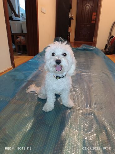 quş yuvası düzəltmək: Ağ rəngli, kiçik ölçülü ev iti – Maltipoo tipli (Maltese/Poodle