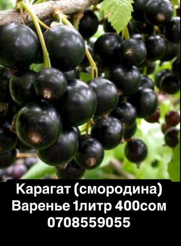 саженцы смородины питомник: Замороженные фрукты, ягоды, Смородина, В розницу