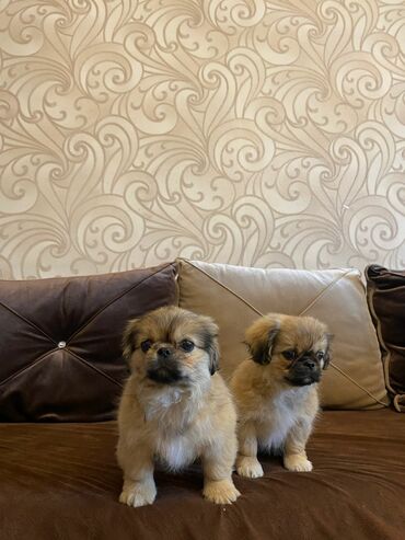 Собаки: Пекинес, 3 месяца, Самка, Самовывоз