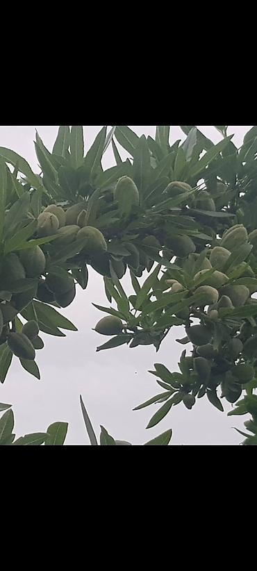 çilədağı bitkisi rus dilində: Badam bağı 8 yaşında. Şabranda 8 ha Badam bağı, ceşidi Feraduel və — 4