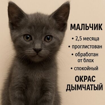уй алмашам: Мышык бекер берилет: Породасыз, 2 айлык, Эркек, Лотокко барууга үйрөтүлгөн, Курттардан тазаланган