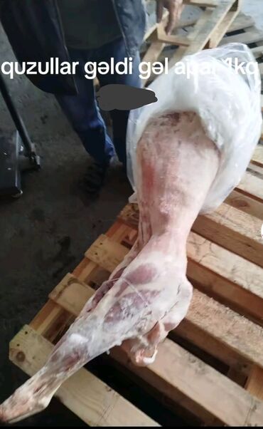 qurbanliq quzu: Erkək, il: 1, 8 kq, Ətlik, Ünvandan götürmə, Ödənişli çatdırılma, Rayonlara çatdırılma