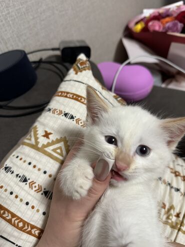 мышык талас: Кошка даром: Сиамская, 2 месяца, Девочка, Приучена к лотку
