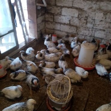 Toyuqlar: F6-serebrist cücələr satılır vitamin və dərmanlar verilib tam sağlam -da lalafo.az — 6 Toyuqlar: F6-serebrist cücələr satılır vitamin və dərmanlar verilib tam sağlam — 6