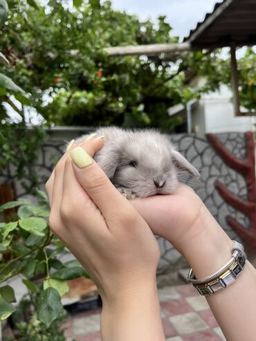Dovşanlar: Salam🖐🏻.Her biri real dovşan şekilleridir öz heyetimde saxladığım — 12
