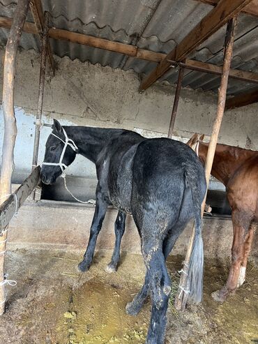 продается собака: Продаю | Жеребец | На забой