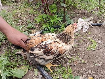 Toyuqlar: Toyuq, Yumurtalıq, Ödənişli çatdırılma -da lalafo.az — 9 Toyuqlar: Toyuq, Yumurtalıq, Ödənişli çatdırılma — 9