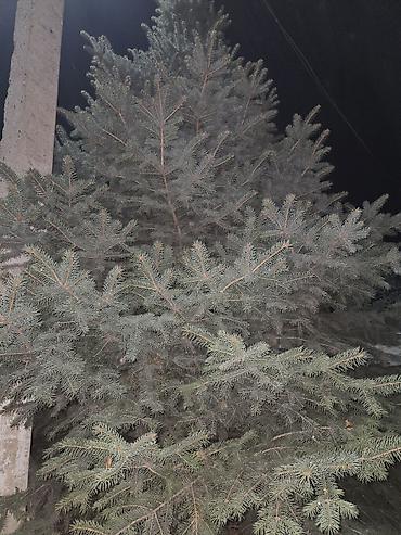 пони конь: Продаю цена договорная только отвечаю на звонки 24 часа Ель — 1