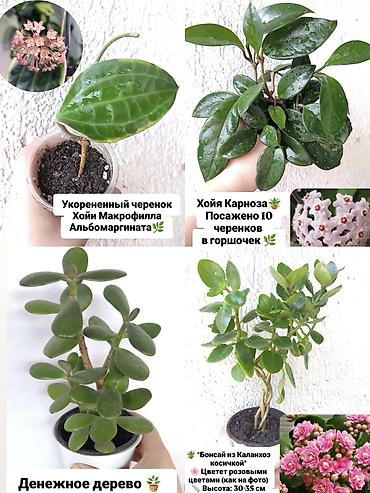 Хойялар: Коллекция комнатных растений 1) Бегония Крылья Ангела – листья с — 2