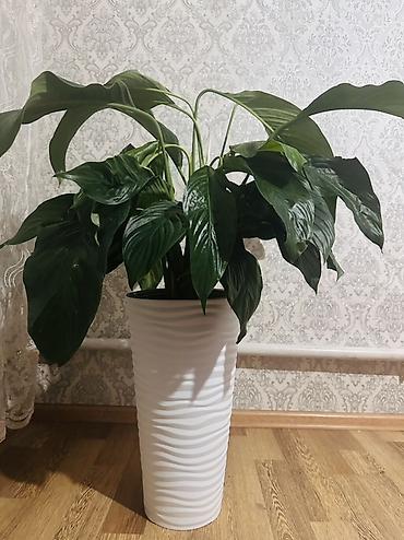 Спатифиллум (Spathiphyllum) в высоком декоративном кашпо - Крупное