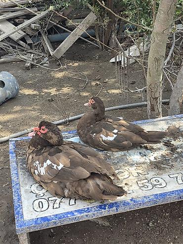 keci: Muscovy (indoutka) ördəyi – qəhvəyi rəngli, bədənində ağ ləkələr — 5