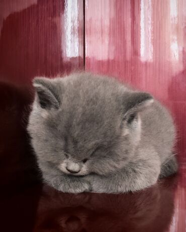 Pişiklər: Britan, Erkək — 7