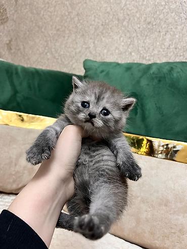 Pişiklər: Şotland, Erkək, Dişi — 5