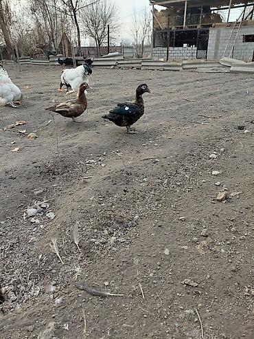 Другие с/х животные: Продаю куры, петух, индоутки Беловодске — 14