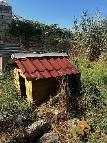 it yuvasi satilir: Salamm itlər çün yuvlar kimm istsə yazsınn 3 dənədi 230 mamatdıı ünvan — 1