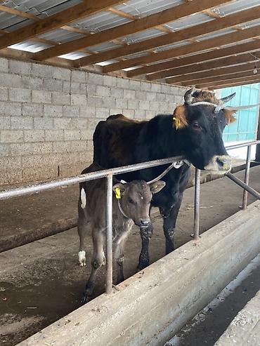Коровы, быки: Продаю | Корова (самка) | Для молока | После отела — 10