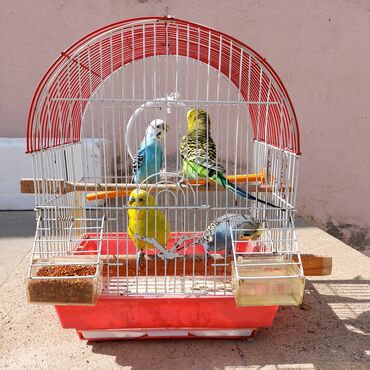 quş yuvalari: 4qus . mavi ana .yasil ata. ve 2 bala qus qefes yem qabi su qabi