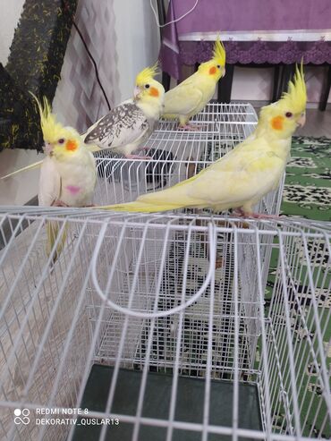 Tutuquşları: SALAM ENDİRİMLƏRƏ DAVAM. 💥🔥.HAZIR DANIŞAN QUŞLAR SATILIR!!!!!! Yaş — 25