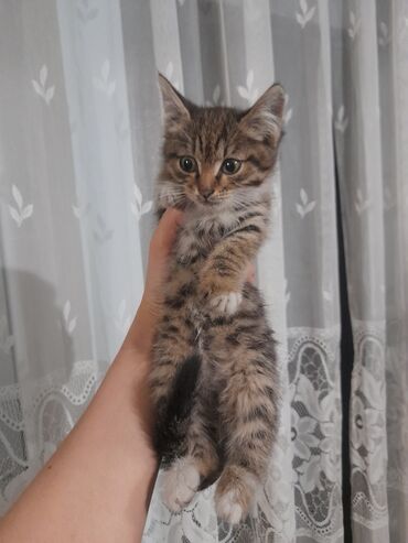персидские котята: Отдам в хорошие руки, котята🐈🐈 не мои,соседские живут на крыше,очень