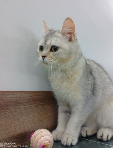 Tulumlar: Şinşilla, Dişi, Yaxşı əllərə, Ünvandan götürmə, Ödənişli çatdırılma