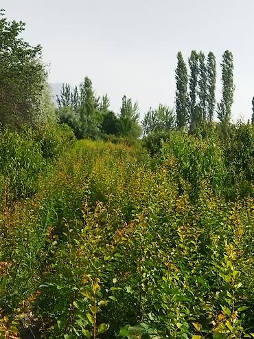 Другие фруктовые и ягодные растения: Саженцы плодовых деревьев (полевая плантация) - Ровные ряды молодого — 1