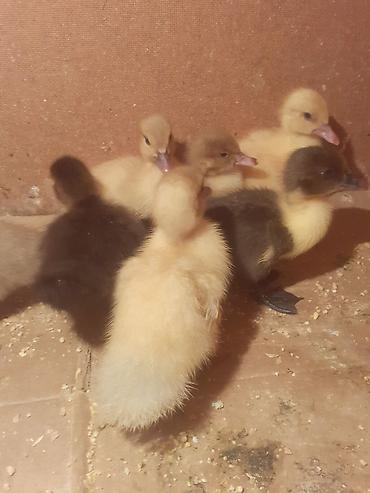balaca cücə: 17 dene 3 gunluk ordek balalari biri 4 azn . 055 880. 85. 29 — 2