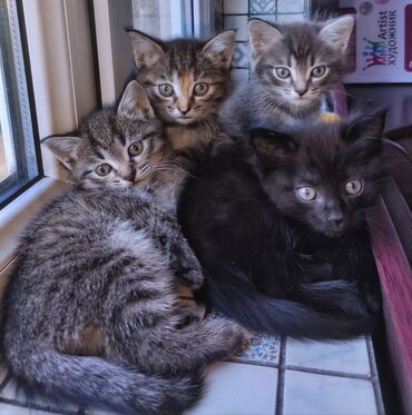 британские голубые котята купить: Отдам котят в добрые, ответственные руки☀️ Котятам 1,5 месяца