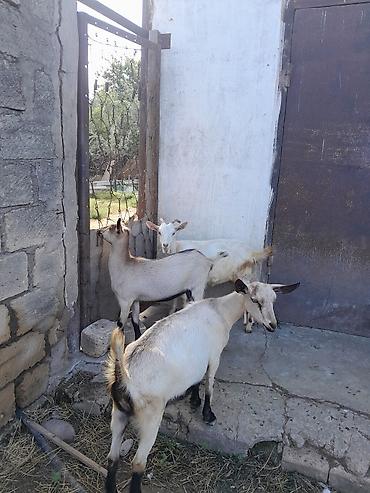 heyvan keci: Məhsul: Keçilər (3 baş) Qiymet her 3 ne aiddir. Unvan : Novxani — 2
