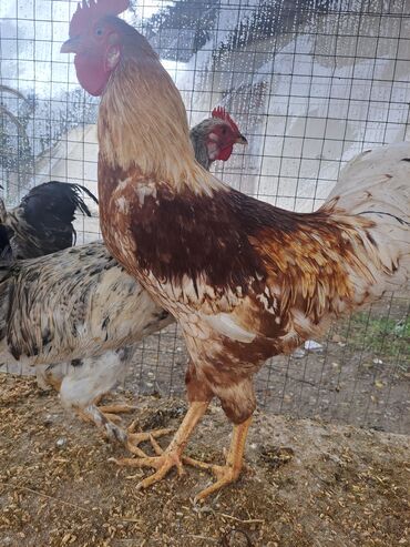 забрать котенка бесплатно: Son qiymey 16 m 1.6 temiz cekisi var Xüsusiyyətlər: - Bir neçə sağlam